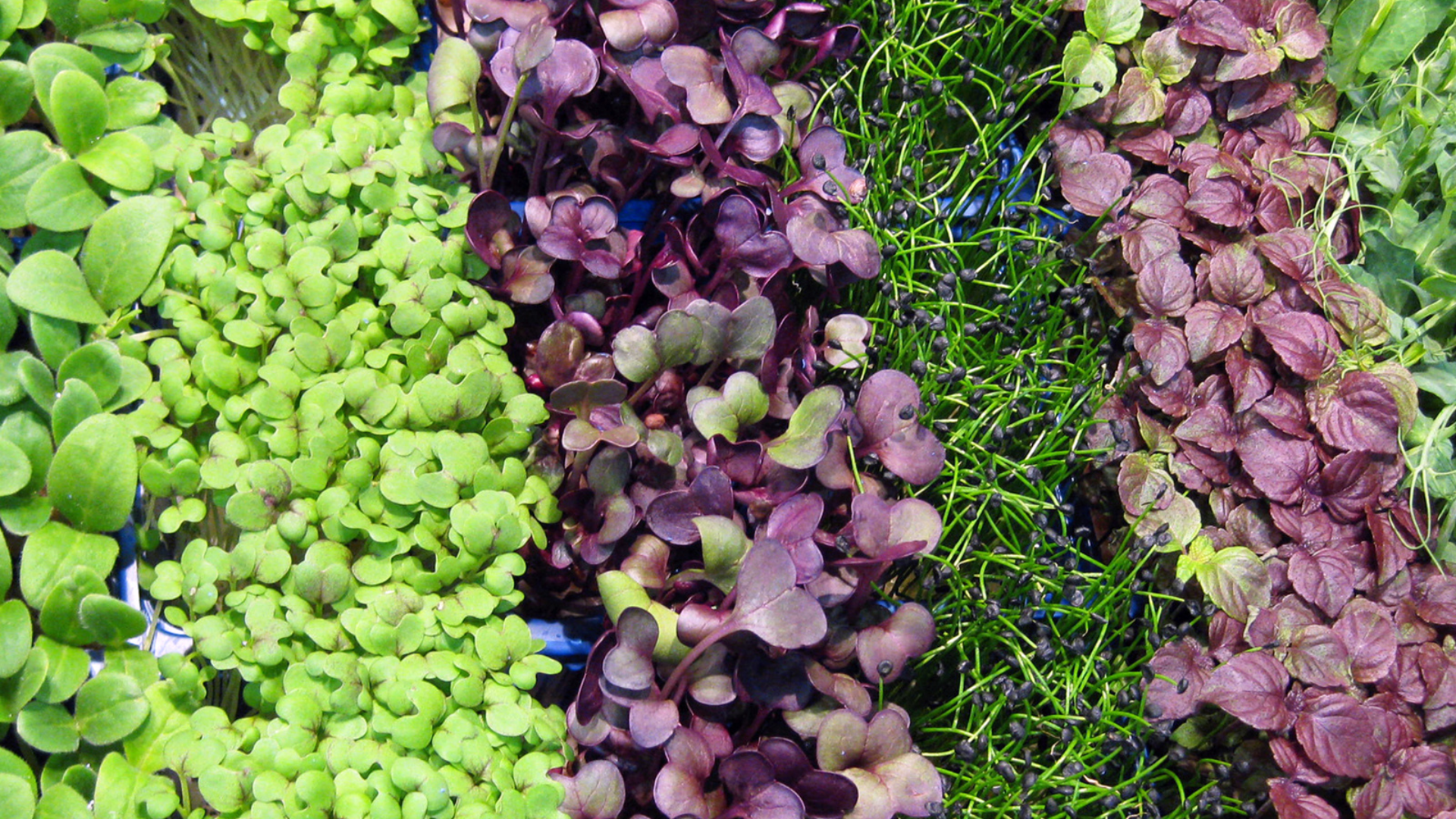 Microgreens